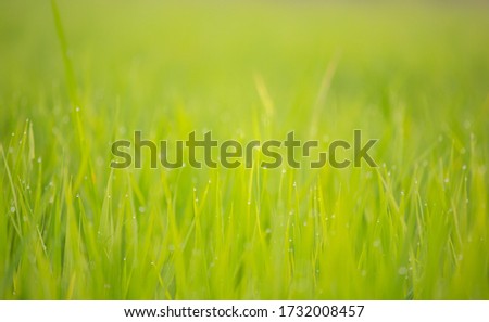 Background of dew drops on bright green rice field background with soft focus. Selected focus.
