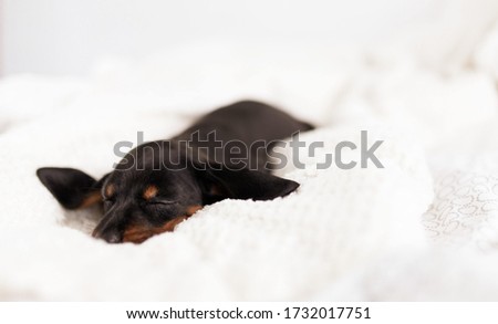 A beautiful shot of a  baby Austrian Black and Tan Hound sleeping