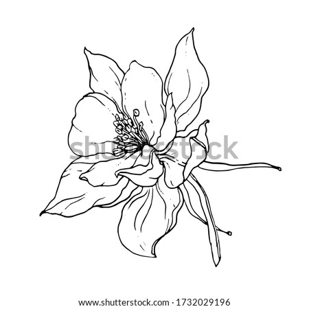 Columbine aquilegia northern flower blossom. Isolated vector botanical illustration: retro, vintage, hand drawn, black and white, outline. For wedding invitation, card, print, tattoo. Japanese style. Royalty-Free Stock Photo #1732029196