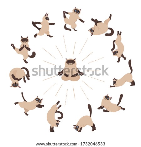 Cats yoga. Siamese cats. Different yoga poses and exercises. Vector illustration