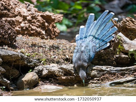 Green-billed malkoha (Phaenicophaeus tristis) drinking water in the very hot day in forest. Royalty-Free Stock Photo #1732050937