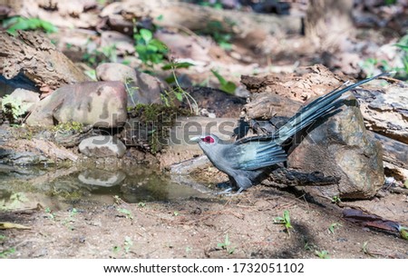 Green-billed malkoha (Phaenicophaeus tristis) drinking water in the very hot day in forest. Royalty-Free Stock Photo #1732051102