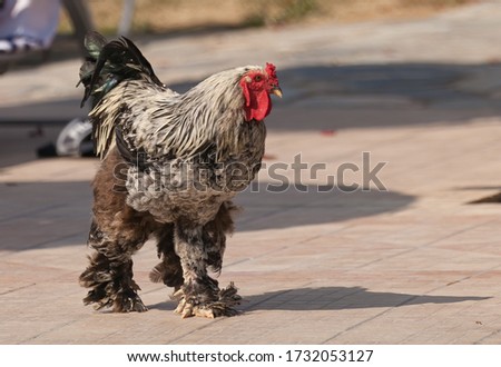 Booted bantam going for a walk. Royalty-Free Stock Photo #1732053127