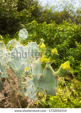 Yellow Cactus Flower Stock Photo
