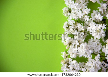 Creative flat lay composition with blooming white lilac on a green background. Spring concept. Nature background. Top view, copy space.
