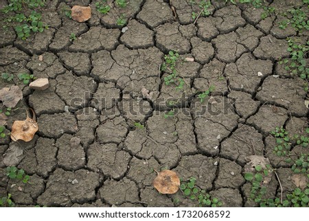 Dry cracked earth soil with green leaves plant growing and dry leaves falled. Texture of natural ground with least watering and climate.