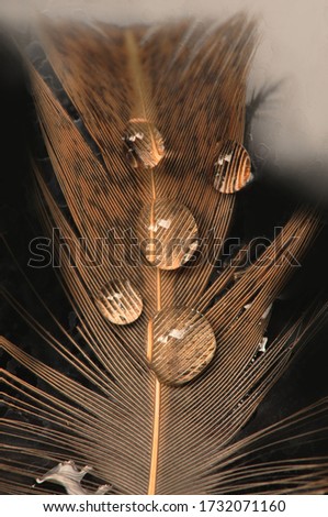 A drop of water dew on a fluffy feather close-up macro Royalty-Free Stock Photo #1732071160
