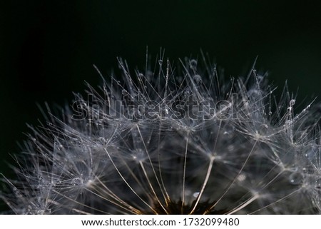 Dandelion. Drops. Macro photo. Dewdrops on Dandelion. Raindrops. Ripe dandelion seeds. Drops on White Air Umbrellas. Dandelion seeds are scattered. Drop reflection
