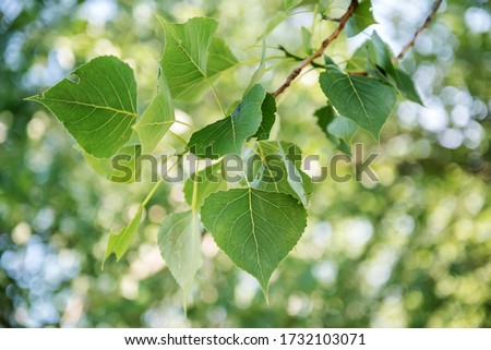 Translucent green heart-shaped leaves of Black Italian Poplar tree, species of cottonwood, shimmering in front of a sunny blue sky Royalty-Free Stock Photo #1732103071