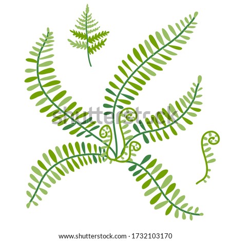 Vector illustration of Fern plant (Polypodiophyta) on white background. Botanical illustration and floral design elements.