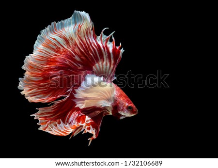 Multi color Siamese fighting fish(Rosetail)(halfmoon),dragon fighting fish,Betta splendens,on black background with clipping path,Dumbo ears