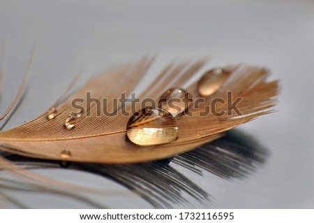 Bird Feather with Water Droplets Royalty-Free Stock Photo #1732116595