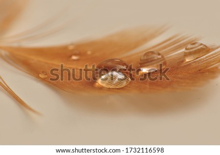 Bird Feather with Water Droplets Royalty-Free Stock Photo #1732116598
