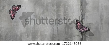 Beautiful pink butterflies on concrete wall background. Free space for text. Banner format.