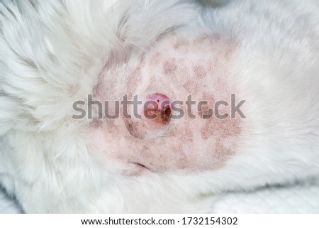 close-up photo of a white dog with a tumor on his skin prepared for surgery