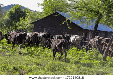 Livestock farm with goats, cattle and Sheep