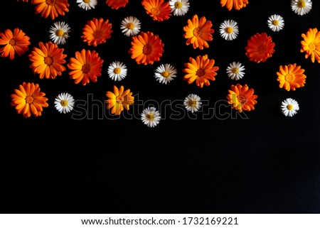 White and orange flowers on a black flat background with a blank space. Сalendula and Bellis perennis flowers.