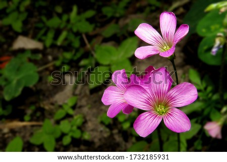 Violet wood-sorrel, Pink and white flowers,
Oxalis violacea, the violet wood-sorrel, is a perennial plant and herb in the family Oxalidaceae. Oxalis species are also known as sour grass, sour trefoil, Royalty-Free Stock Photo #1732185931