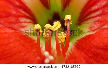 Close of Pollen Grains of Red Amaryllis flower.Details of Pollen Grains from a flower,
Close up of red and yellow flower and pollen. micro pollen.                               Royalty-Free Stock Photo #1732185937