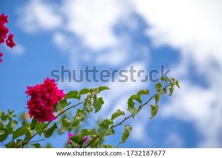 A Beautiful exotic flowers on a blue white sky background