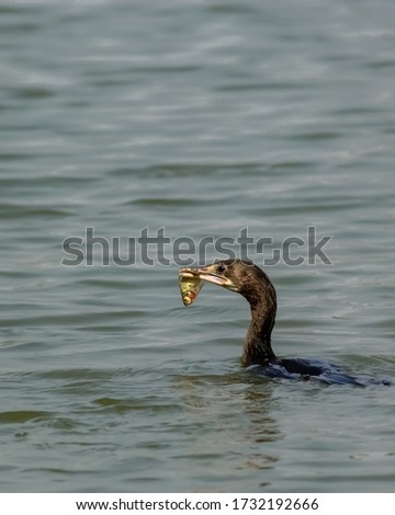 Indian Cormorant bird with fish kill selective focus and background blur