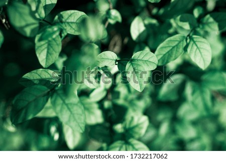 Closeup nature view of dark green leaf using as background concept