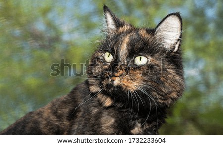 Beautiful Green Eyed Tortie Maine Coon Feline Looking Off To The Side Headshot. 