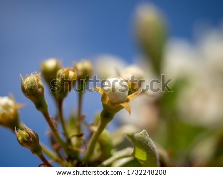 unopened flowers on a tree branch