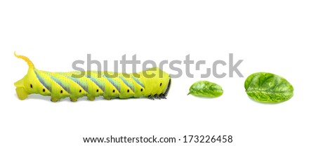 Green caterpillar walking to the leaves on white background.