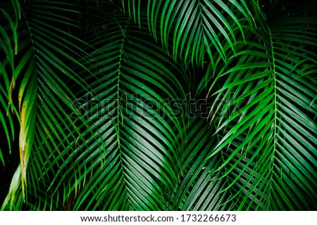 Deep green palm tree leaf background. High resolution image of the tropical greens. 