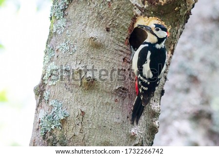 Woodpecker in trees from Devon 