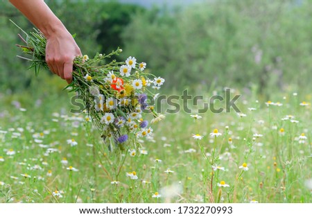 Hand of a young caucasian white woman holds a wild flower bouquet. Summer or Spring day. Beautiful floral background with copy space. Flowers, grass meadow. Gathering wildflowers. Walking happy girl.  Royalty-Free Stock Photo #1732270993