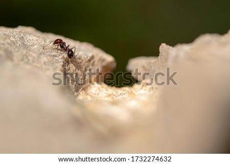 Ant in search of food at dawn around the anthill