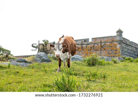 Medieval image of a cow grazing with a bird on his back, green grass, and a fortress isolated