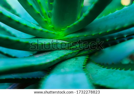 
Beautiful natural texture of a green bromeliad species with intertwined leaves in the form of texture