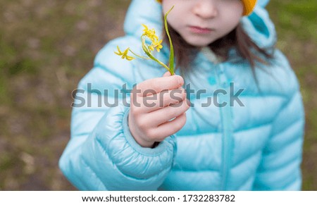 girl child found and holds in her hands primrose yellow flower Gagea lutea. close photo without face.