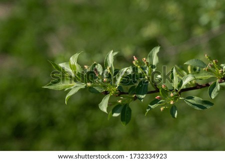 Macro view of apple twig with new leaves, buds and buttons in a sunny day in spring