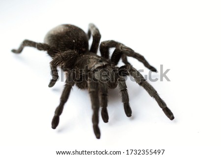 The Grammostola pulchra (Brazil tarantula)