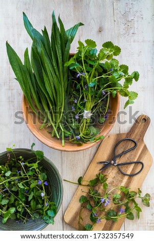 Fresh ribwort plantain and ground ivy leaves in a ceramic bowl