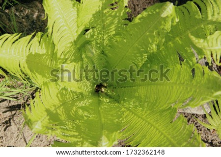 fern leaf close up. Lush green bushes.