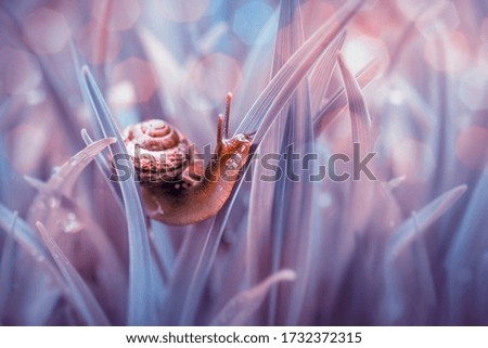 Snail in the grass with pink backgraund 