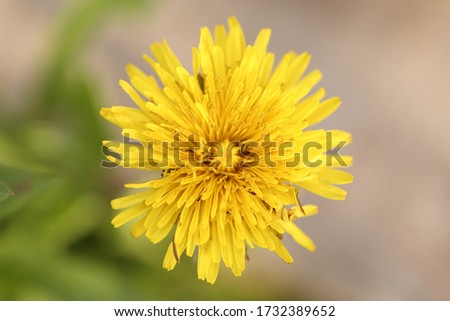 Closeup view of a dandelion flower. Ants walking on yellow dandelion flower on a sunny spring day on blurred background