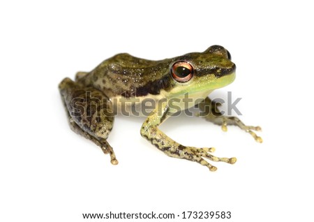 Amazonian skittering frog (Scarthyla goinorum) Royalty-Free Stock Photo #173239583