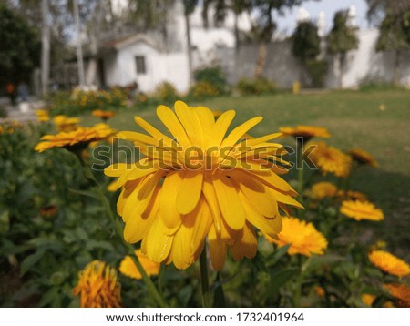 Beautiful photo of pot marigold (Calendula officinalis) with green leaves in garden.