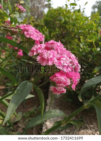 beautiful wallpaper of pink flowers with green leaves and stem in the garden