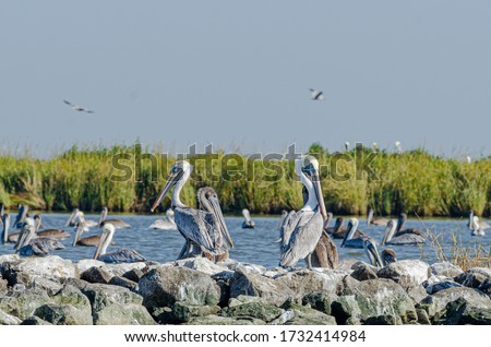 Brown Pelicans Sitting Atop Rip Rap on Pelican Island in Barataria Bay and the Gulf of Mexico, Louisiana Royalty-Free Stock Photo #1732414984