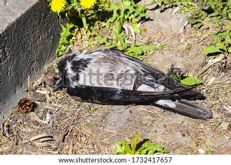 A dead crow lies on the ground. Bird flu. The killed crow.