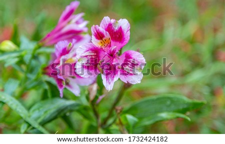 A closeup photo of a single magenta, pink and white rhododendron flower against a blurry green background. From the ground perspective. 