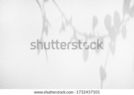 blurry shadows of leaf tree on bright gray background
