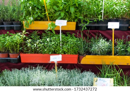 Different types of house plants being sold in the market